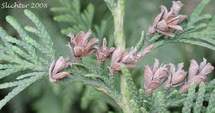Attēlu rezultāti vaicājumam “Thuja plicata flower”