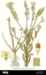 Attēlu rezultāti vaicājumam “Berteroa incana”