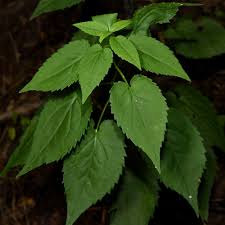 Attēlu rezultāti vaicājumam “Symphyotrichum x salignum leaf”