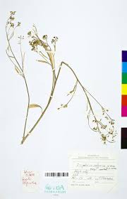 Attēlu rezultāti vaicājumam “Sisymbrium volgense”