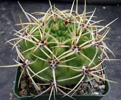 Image result for Gymnocalycium
