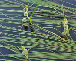 Attēlu rezultāti vaicājumam “Sparganiaceae”