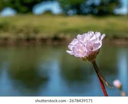 Attēlu rezultāti vaicājumam “Armeria vulgaris leaf”