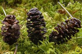 Attēlu rezultāti vaicājumam “Mollisia amenticola”