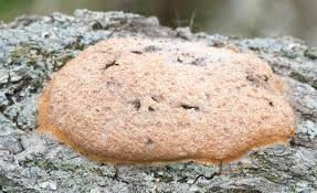 Attēlu rezultāti vaicājumam “Fuligo septica cf. rufa”