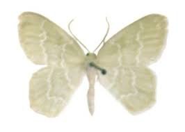 Attēlu rezultāti vaicājumam “Jodis putata”