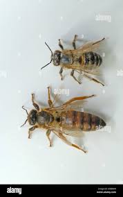 Attēlu rezultāti vaicājumam “Apis mellifera”