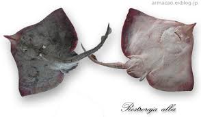 Image result for Rostroraja alba