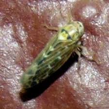 Attēlu rezultāti vaicājumam “Lamprotettix nitidulus”