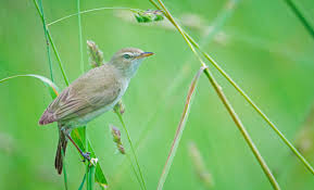 Attēlu rezultāti vaicājumam “Acrocephalus dumetorum”