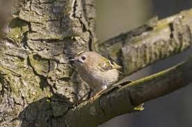 Attēlu rezultāti vaicājumam “Regulus regulus”