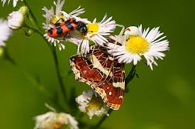 Attēlu rezultāti vaicājumam “Araschnia levana underside”