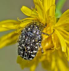 Attēlu rezultāti vaicājumam “Oxythyrea funesta imago”