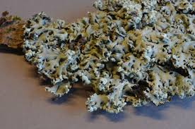 Attēlu rezultāti vaicājumam “Hypogymnia physodes”