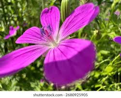 Attēlu rezultāti vaicājumam “Geranium palustre flower”
