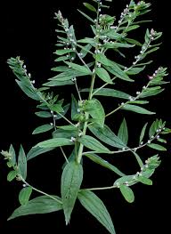 Attēlu rezultāti vaicājumam “Lithospermum officinale leaf”