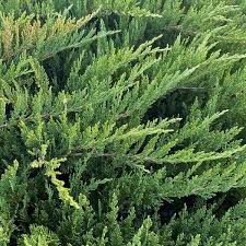 Attēlu rezultāti vaicājumam “Juniperus sabina”