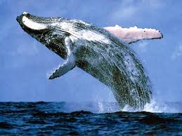 صور الحوت الازرق اكبر حيوان بالعالم Images?q=tbn:ANd9GcTwoOEsf_6HNcCJsxpNkLHzi3Pkb2evOf1GzZpKp4rtBEguvs6kNA-Ctjgt