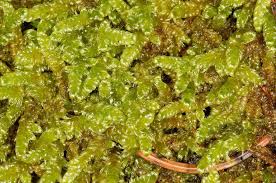 Attēlu rezultāti vaicājumam “Hypnum cupressiforme var. lacunosum sporophyte”