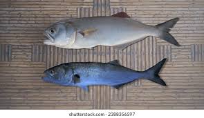 Image result for Pomatomus saltatrix