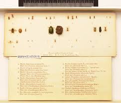 Attēlu rezultāti vaicājumam “Formica rufa pupa”