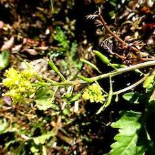 Attēlu rezultāti vaicājumam “Rorippa palustris fruit”