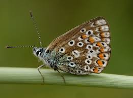 Attēlu rezultāti vaicājumam “Aricia artaxerxes  female”