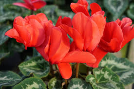 Image result for Cyclamen persicum
