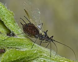 Attēlu rezultāti vaicājumam “Uroleucon hypochoeridis”