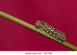 Attēlu rezultāti vaicājumam “Papilio machaon larva”