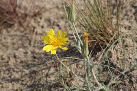 Attēlu rezultāti vaicājumam “Tragopogon heterospermus”