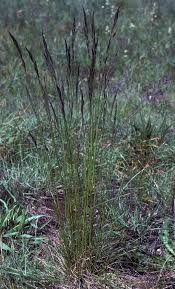 Attēlu rezultāti vaicājumam “Festuca rubra subsp. rubra fruit”