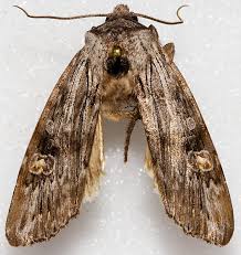 Attēlu rezultāti vaicājumam “Lithomoia solidaginis”