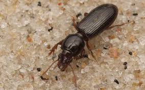 Attēlu rezultāti vaicājumam “Clivina fossor”