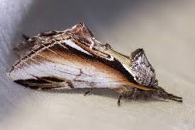 Attēlu rezultāti vaicājumam “Pheosia gnoma”