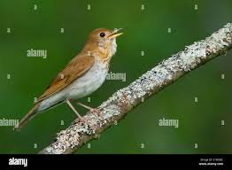 Image result for Catharus fuscescens