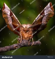 Attēlu rezultāti vaicājumam “Selenia tetralunaria”