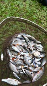 Image result for Plough Angling Society