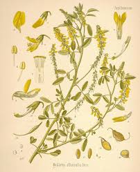 Attēlu rezultāti vaicājumam “Melilotus officinalis”