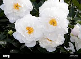 Attēlu rezultāti vaicājumam “Paeoniaceae”