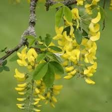 Attēlu rezultāti vaicājumam “Laburnum alpinum flower”