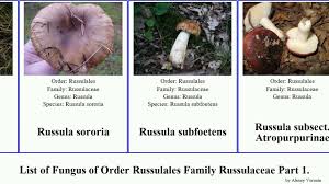 Attēlu rezultāti vaicājumam “Russulales”