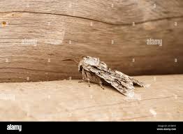 Attēlu rezultāti vaicājumam “Brachionycha nubeculosa”