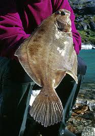 Image result for Hippoglossoides platessoides