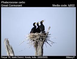 Attēlu rezultāti vaicājumam “Phalacrocorax carbo nest”