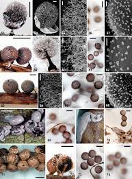 Attēlu rezultāti vaicājumam “Lamproderma pulchellum macro”