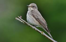 Attēlu rezultāti vaicājumam “Muscicapa striata adult”
