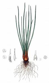 Attēlu rezultāti vaicājumam “Isoetes lacustris leaf”