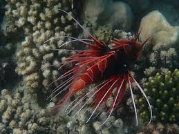 Image result for Pterois radiata