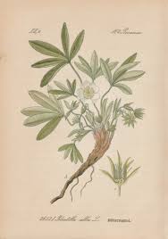 Attēlu rezultāti vaicājumam “Potentilla alba”